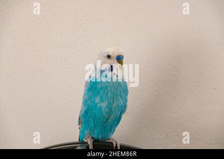Coopgie mâle bleue devant le mur blanc Banque D'Images