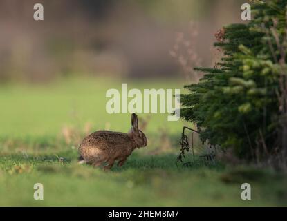 Un lièvre brun sauvage parmi les arbres de Noël sur une ferme mixte .Mis en évidence par le soleil du soir .Suffolk, Royaume-Uni Banque D'Images