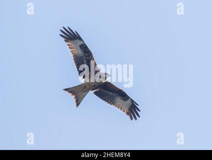 Gros plan d'un cerf-volant (Milvus milvus) en vol les cerfs-volants rouges deviennent plus facilement visibles à Suffolk, au Royaume-Uni Banque D'Images