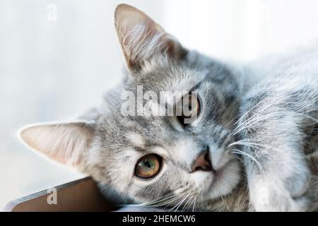 Joli petit chat gris chatons portrait gros plan regardant l'appareil photo Banque D'Images
