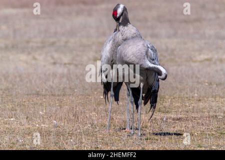 Grues communes. Grande migration de la fin de l'hiver. Gallocanta, Espagne Banque D'Images
