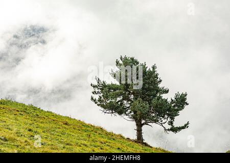 Sapin dans un pré de montagne escarpé dans les Alpes européennes, en Europe Banque D'Images