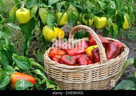 poivrons mûrs biologiques fraîchement récoltés dans le potager Banque D'Images