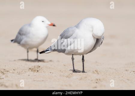 La mouette d'Audouin (Ichthyaetus ou Larus audouinii), au bord de l'eau, sur la plage, préens ses plumes. Banque D'Images