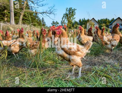 Poulet dans une prairie verte près de Bar Harbor dans les États de la Nouvelle-angleterre Banque D'Images