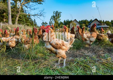 Poulet dans une prairie verte près de Bar Harbor dans les États de la Nouvelle-angleterre Banque D'Images