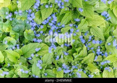 Des oublis-mes-nots en fleurs Banque D'Images
