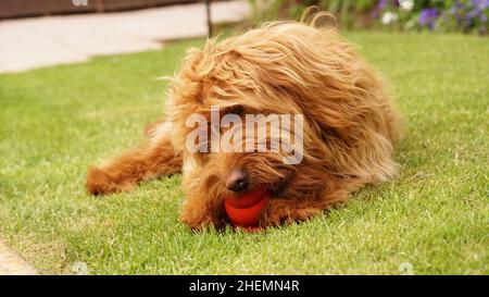 Mignon chien de famille, chien doré à l'extérieur dans la nature, allongé sur l'herbe mastigeant un jouet. Banque D'Images