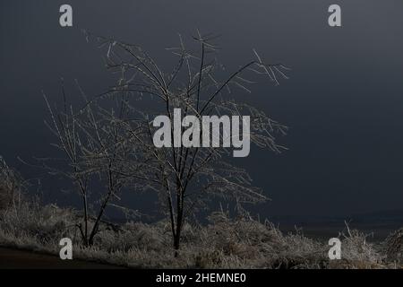 l'arbre a ensuite plu congelé Banque D'Images