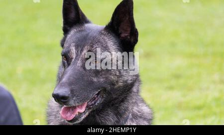 Chien de berger hollandais, tête en gros plan et épaules à l'extérieur du parc Banque D'Images