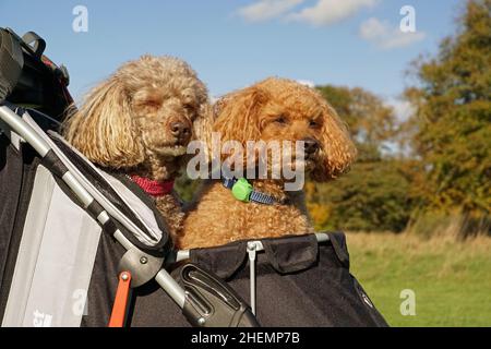 Deux Caniches dans un chien, chiens âgés dans une poussette sur le terrain de golf Hoddom Castle en plein air dans la nature Banque D'Images