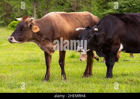 bétail de vache sur le pâturage. paysage rural au printemps. paysage de la nature avec prairie près de la forêt. concept de durabilité en agriculture Banque D'Images