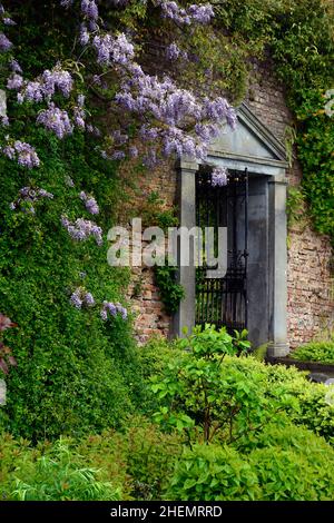 Wisteria sinensis prolifique, fleurs de wisteria bleu, porte de cloche, jardins de Mont congreve, waterford, jardin, jardins, RM Floral Banque D'Images