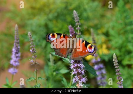 Le beau papillon de paon recueille le nectar sur une fleur de menthe poivrée dans son habitat naturel. Banque D'Images