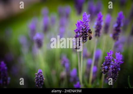 Abeille.L'abeille pollinise les fleurs de lavande.Végétation végétation avec insectes. Banque D'Images