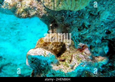 Frogfish Antennarius pictus peint aux couleurs vives sur un récif de corail tropical Banque D'Images