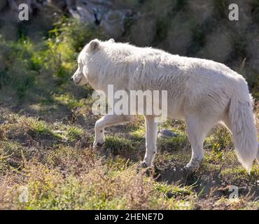 Loups arctiques -Canis lupus arctos- en captivité.Gros plan d'un loup blanc de l'arctique.Photo de voyage, mise au point sélective, pas de personnes Banque D'Images