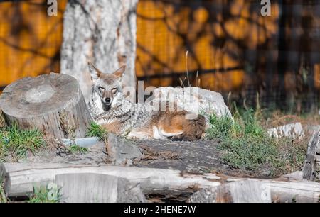 Un coyote sauvage.Coyote en automne lumière de jour se reposant dans la forêt.Mise au point sélective, aucune personne, photo de voyage Banque D'Images