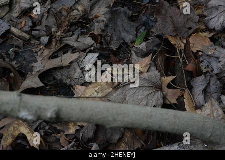 Grenouille des bois (Lithobates sylvaticus) du comté de Leelanau, Michigan, États-Unis. Banque D'Images