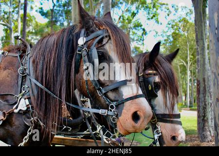 Clydesdales Banque D'Images