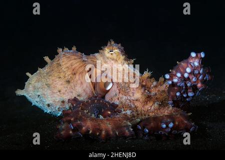 Octopus cyanoea, également connu sous le nom de grand poulpe bleu ou octopus de jour se déplace sur le fond sablonneux avec des sucer sur ses bras sont clairement visibles. Banque D'Images