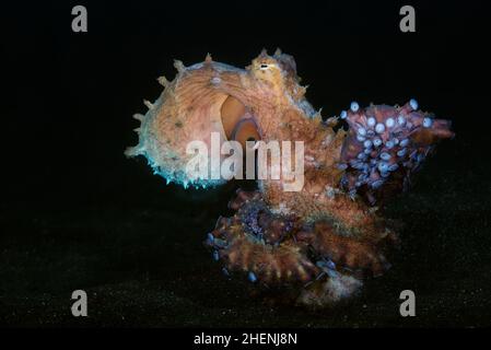 Octopus cyanoea, également connu sous le nom de grand poulpe bleu ou octopus de jour se déplace sur le fond sablonneux avec des sucer sur ses bras sont clairement visibles. Banque D'Images