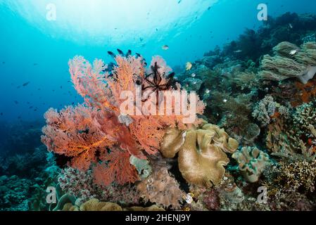 Magnifique corail gorgonien rouge rose dans les eaux indonésiennes sur un récif de corail coloré et sain.Il filtre le plancton des courants océaniques qui passent. Banque D'Images