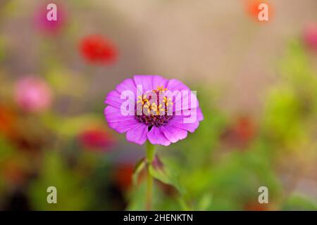 une belle fleur pourpre sur laquelle poussent de petites fleurs jaunes Banque D'Images