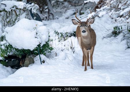 Issaquah, Washington, États-Unis.Le jeune buck Mule Deer dans la neige. Banque D'Images