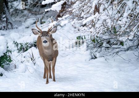 Issaquah, Washington, États-Unis.Le jeune buck Mule Deer dans la neige. Banque D'Images