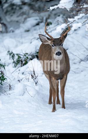 Issaquah, Washington, États-Unis.Le jeune buck Mule Deer dans la neige. Banque D'Images