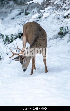 Issaquah, Washington, États-Unis.Mule Deer buck se grattant la tête. Dans la neige. Banque D'Images