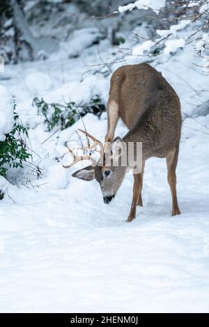 Issaquah, Washington, États-Unis.Mule Deer buck se grattant la tête. Dans la neige. Banque D'Images