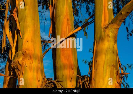 Tasmanian Blue Gum, Eucalyptus globulus, dans la lueur du coucher de soleil près de Pismo State Beach, Californie, États-Unis Banque D'Images