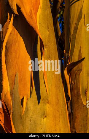 Tasmanian Blue Gum, Eucalyptus globulus, dans la lueur du coucher de soleil près de Pismo State Beach, Californie, États-Unis Banque D'Images