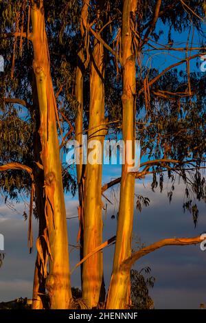 Tasmanian Blue Gum, Eucalyptus globulus, dans la lueur du coucher de soleil près de Pismo State Beach, Californie, États-Unis Banque D'Images
