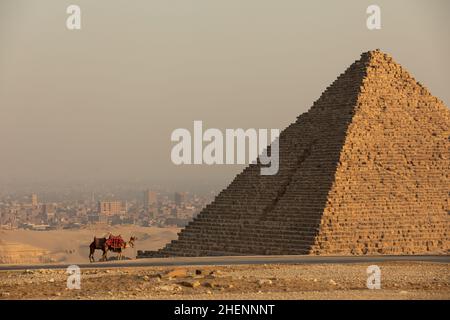 Chameaux se tenant à côté d'une pyramide à Gizeh, en Égypte Banque D'Images