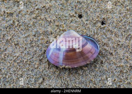 Petit Pismo Clam, Tivela stultorum, exposé sur la plage de sable, Pismo State Beach, Californie, Etats-Unis Banque D'Images