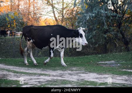 Pasteurs de vache noir et blanc et marche avec des arbres en arrière-plan près de la route de campagne dans la prairie en forêt en automne.La vie paysanne.Produits naturels Banque D'Images