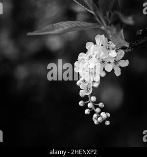 l'arbre blanc s'épanouit sur un fond noir Banque D'Images