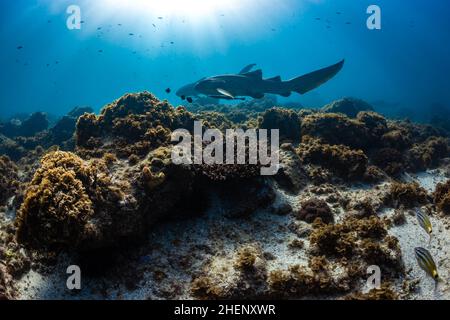 Les requins léopard (Stegostoma fasciatum) passent au-dessus du récif de corail à Julian Rocks, Byron Bay, Nouvelle-Galles du Sud, Australie Banque D'Images