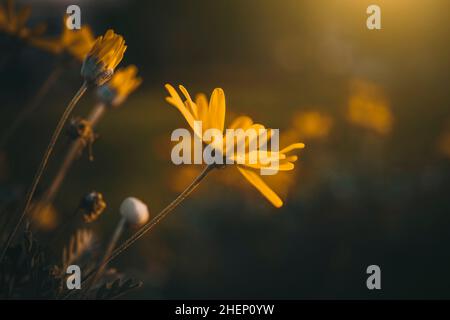 Gros plan sur des fleurs de Marguerite aux couleurs vives au coucher du soleil.Vue sur une fleur de pâquerette jaune en automne. Banque D'Images