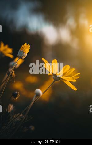 Gros plan sur des fleurs de Marguerite aux couleurs vives au coucher du soleil.Vue sur une fleur de pâquerette jaune en automne. Banque D'Images