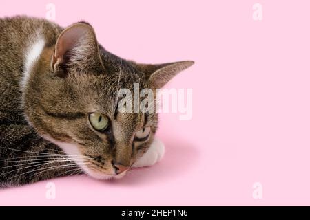 Gris Shorthair domestique tabby chat couché sur un fond rose avec copyspace.Mise au point sélective. Banque D'Images