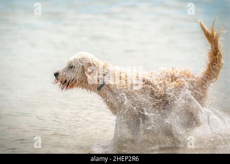 Le chien de Labrador blanc court dans un lac.Beaucoup d'eau éclabousse autour.Jouer et nager, thèmes animaux. Banque D'Images