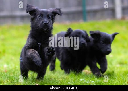 USAGE ÉDITORIAL EXCLUSIF Golden Retriever-German Shepherd mix les chiots, d'une portée de 16, assistent à un bilan de santé au Centre national des chiens guides de Leamington Spa, alors que la portée est l'anniversaire de Unity, un Berger allemand de trois ans établit un nouveau record pour le programme de reproduction de l'association de 60 ans.Date de publication : le mercredi 12 janvier 2022. Banque D'Images