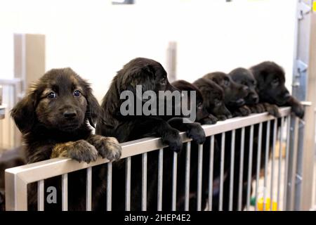 USAGE ÉDITORIAL EXCLUSIF Golden Retriever-German Shepherd mix les chiots, d'une portée de 16, assistent à un bilan de santé au Centre national des chiens guides de Leamington Spa, alors que la portée est l'anniversaire de Unity, un Berger allemand de trois ans établit un nouveau record pour le programme de reproduction de l'association de 60 ans.Date de publication : le mercredi 12 janvier 2022. Banque D'Images