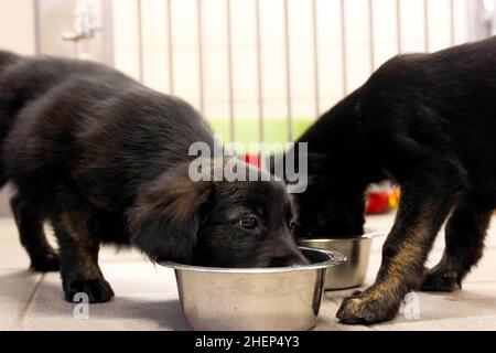 USAGE ÉDITORIAL EXCLUSIF Golden Retriever-German Shepherd mix les chiots, d'une portée de 16, assistent à un bilan de santé au Centre national des chiens guides de Leamington Spa, alors que la portée est l'anniversaire de Unity, un Berger allemand de trois ans établit un nouveau record pour le programme de reproduction de l'association de 60 ans.Date de publication : le mercredi 12 janvier 2022. Banque D'Images