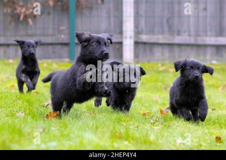 USAGE ÉDITORIAL EXCLUSIF Golden Retriever-German Shepherd mix les chiots, d'une portée de 16, assistent à un bilan de santé au Centre national des chiens guides de Leamington Spa, alors que la portée est l'anniversaire de Unity, un Berger allemand de trois ans établit un nouveau record pour le programme de reproduction de l'association de 60 ans.Date de publication : le mercredi 12 janvier 2022. Banque D'Images