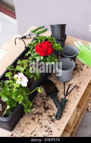 Processus de transplantation de géranium.Pots de fleurs et outils de jardin. Banque D'Images